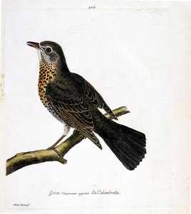 Eläinkartta (ornitologia): sammas, jota kutsutaan yleisesti oksassa olevaksi calandrotteksi. Kuvitus Francois Nicolas Martinet