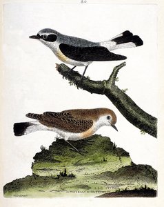 Eläinkartta (ornitologia): oksalla oleva vitrec (tai motous) ja sen naaras (mottous varsi tai oenanth). Kuvitus Francois Nicolas Martinet