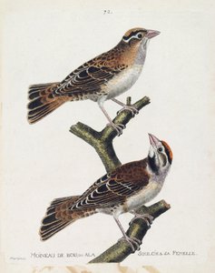 Eläintietokartta (ornitologia): metsävarpunen tai kohokuvio (Hudsonin varpunen tai spizea arborea) ja sen naaras (keventynyt varpunen tai petronia petronia). Kuvitus Francon teoksesta "Lintujen historia, maalattu niiden esiintymiselle ja herkkyydelle" tekijältä Francois Nicolas Martinet