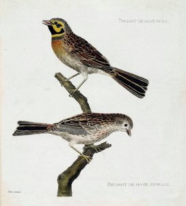 Eläintietokartta (ornitologia): ylhäältä alas: Uros- ja naarasvarpuset (zizi tai emberiza cirlus) oksalla. Kuvitus Francois Nicolas Martinet