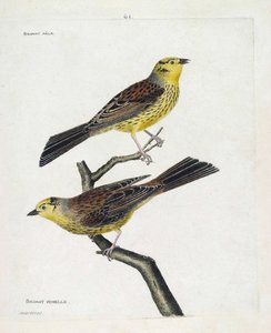 Eläintietokartta (ornitologia): ylhäältä alas: Uros- ja naarasvarpuset (Yellow Sparrow tai Emberiza citrinella). Kuvitus Francois Nicolas Martinet