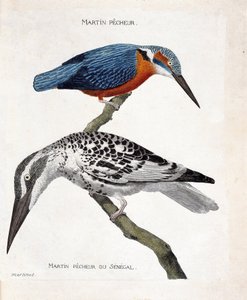 Eläinkartta (lintutiede): ylhäältä alas: Kingfisher (Euroopan kuningaskala tai alcedo atthis) ja Senegalin kuningaskala (kuningaskalapiirakka tai Ceryle rudis). Kuvitus kirjassa "Lintujen historia, ulkonäöltään maalattu ja herkkä tekijältä Francois Nicolas Martinet