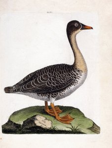 Eläintietokartta (lintologia): villihanhi (satohanhi tai anser fabalis). Kuvitus Francois Nicolas Martinet