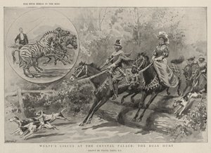 Wulffin sirkus kristallipalatsissa, villisian metsästys