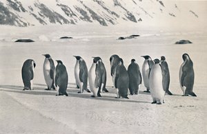 Keisaripingviinit, 1911, 1913
