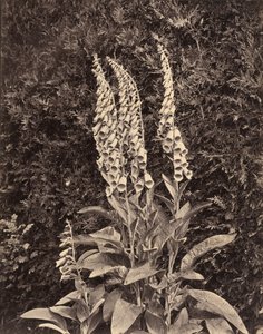 Foxgloves, c. 1860-luku.