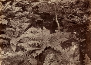 Nimetön Saniaistutkimus, 1870-luvun loppu. tekijältä Frank Meadow Sutcliffe