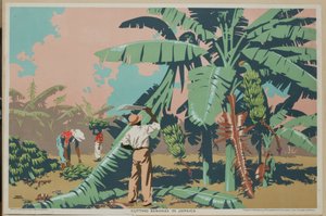 Banaanien leikkaaminen Jamaikalla (väri litho)