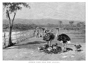 Strutsifarmi lähellä Port Augustaa, Etelä-Australia, 1886 tekijältä Frank P. Mahony