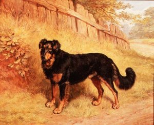 Bordercollie
