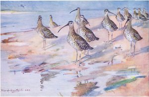 Curlews at Blakeney Point (litho) tekijältä Frank Southgate