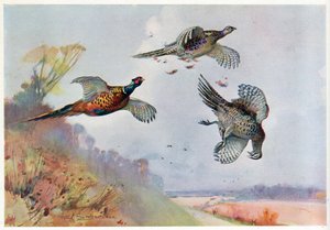 Korkeat fasaanit, kuvitus artikkelista "Wildfowl and Waders" tekijältä Frank Southgate