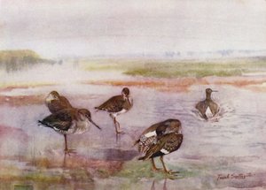 Norfolk Broads: Redshank (väri litho) tekijältä Frank Southgate