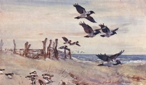 Wild Life in East Anglia: Syksyn maahanmuuttajat, huppuvarikset ja lumikellertäjät (väriliitossa). tekijältä Frank Southgate