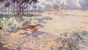 Wild Life in East Anglia: Stone Curlew (värilitografia) tekijältä Frank Southgate