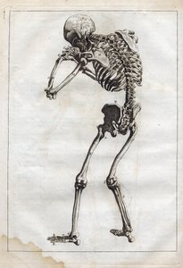 Kaiverrus ""Abstract Anatomy, sovitettu maalauksen ja kuvanveiston taiteeseen"" - "" Abrege d