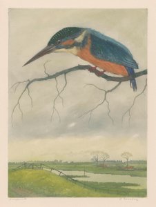 Kingfisher oksalla niittymaisemassa