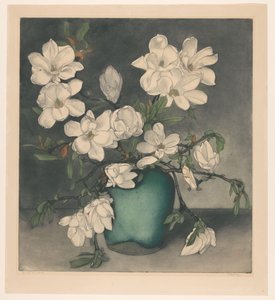 Magnoliatacken