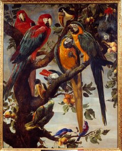 Papukaijat ja muut linnut Frans Snydersin (1579-1657) maalaus 1600-luvun su. 1,22x0,98 m Grenoble, Musee des Beaux Arts