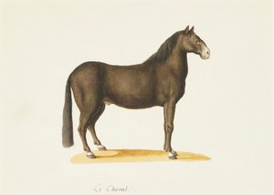 Hevonen (akvarelli) tekijältä Franz Anton von (attr.to) Scheidel