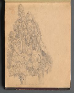 Albumi näkymistä Roomaan ja ympäristöön, Maisematutkimukset, sivu 13a: Puut. tekijältä Franz Johann Heinrich Nadorp