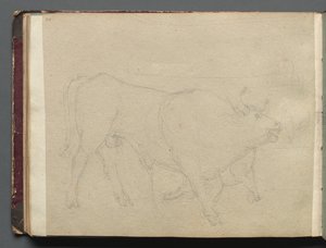 Albumi näkymistä Roomaan ja ympäristöön, Maisematutkimukset, sivu 51b: Study of a Bull. tekijältä Franz Johann Heinrich Nadorp