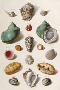 Erilaisia simpukankuoria, 1758