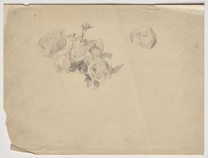 Rosenstudie tekijältä Franz von Matsch