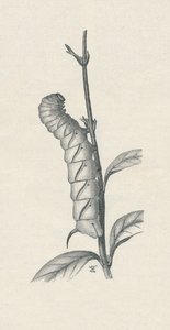 "Full-Grown Caterpillar of the Privet Hawk-Moth, Likely Occupied", c1900, 1910 tekijältä Fred Enock
