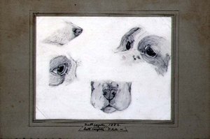 Taiteilijakoiran tutkimukset tekijältä Frederic (attr. to) Leighton