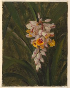 "Kardemumma" tekijältä Frederic Edwin Church
