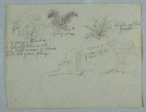 Piirros, bambuja, viiniköynnös ja nuori palmu, kasvi, ja kaksi kohtausta pilvistä putoavasta sateesta harjanteiden yllä, Rio Magdalena, Kolumbia, 1853, luultavasti toukokuu. tekijältä Frederic Edwin Church