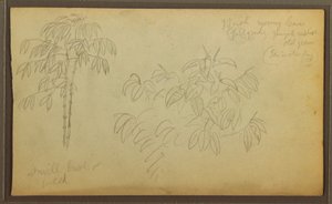 Piirustus, kasvitieteellisiä luonnoksia, 1857 tekijältä Frederic Edwin Church