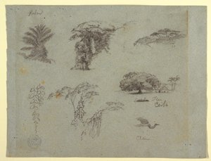Piirros, Kasvitieteellisiä luonnoksia Etelä-Amerikasta: palmu, puuryhmiä, riippuvia oksia, iso puu talon vieressä ja lentävä kurki., 1853, luultavasti toukokuu. tekijältä Frederic Edwin Church