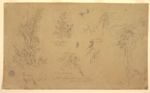Piirustus, Kasvitieteellisiä luonnoksia, "Jorjen lähellä", 23. heinäkuuta 1857. tekijältä Frederic Edwin Church