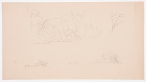 Piirustus, Kasvitieteellisiä luonnoksia: puu, puita rannalla, syyskuu 1876 tekijältä Frederic Edwin Church