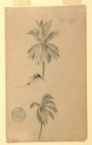 Piirustus, Piirustukset.  Kaksi luonnosta.  Palmut., 1857 tekijältä Frederic Edwin Church