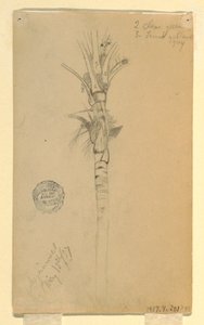 Piirros, palmun lehdet ja varsi, Aspinwall, Panama, 15. toukokuuta 1857. tekijältä Frederic Edwin Church