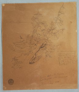 Piirros, Järeä puu Kanadan pankin luona Niagaran putousten alapuolella, syyskuu 1856. tekijältä Frederic Edwin Church