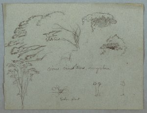 Piirustus, Tutkimuksia Rio Magdalenan vesistöstä, Kolumbia:  Puiden latvoja, lentävä valkoinen lintu, köynnöksiä ja kolme kukkivaa kasvia, 1853, luultavasti toukokuu. tekijältä Frederic Edwin Church