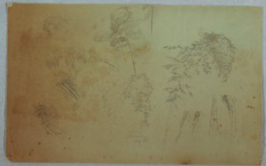 Piirros, Tutkimuksia puiden latvoista ja bambusta, Jamaika, elokuu 1865. tekijältä Frederic Edwin Church