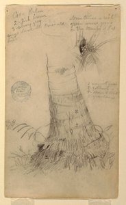 Piirustus, Tutkimuksia kookospalmusta, touko- ja kesäkuu 1857. tekijältä Frederic Edwin Church