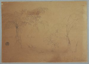 Piirros, Tutkimus kahdesta puusta ja kolmesta kasvista, lähellä Jorjea, Ecuador, 23. heinäkuuta 1857. tekijältä Frederic Edwin Church