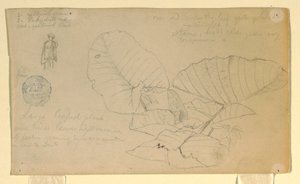 Piirustus, Miehen tutkimus; Tutkimus, mahdollisesti kesäkuu 1857. tekijältä Frederic Edwin Church