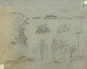 Piirros, Tutkimus, jossa on puiden latvoja, puita, viisi kasvimallia ja kaukainen saari, n. 1852-53. tekijältä Frederic Edwin Church