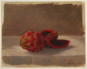 Piirros, Pitajaya Fruit, Kolumbia, kesäkuu 1853. tekijältä Frederic Edwin Church