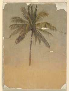 Piirros, Palmun runko ja latva, 1865 tekijältä Frederic Edwin Church