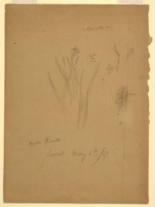 Piirustus, Vesikasvit, Rooma Italia tekijältä Frederic Edwin Church