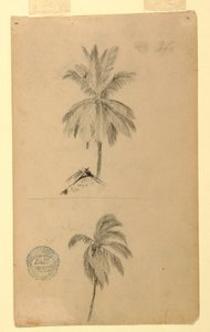 Piirustukset. Kaksi luonnosta. Palmut. tekijältä Frederic Edwin Church
