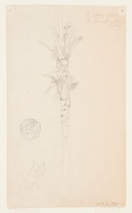 Palmun lehdet ja varsi, Aspinwall, Panama tekijältä Frederic Edwin Church